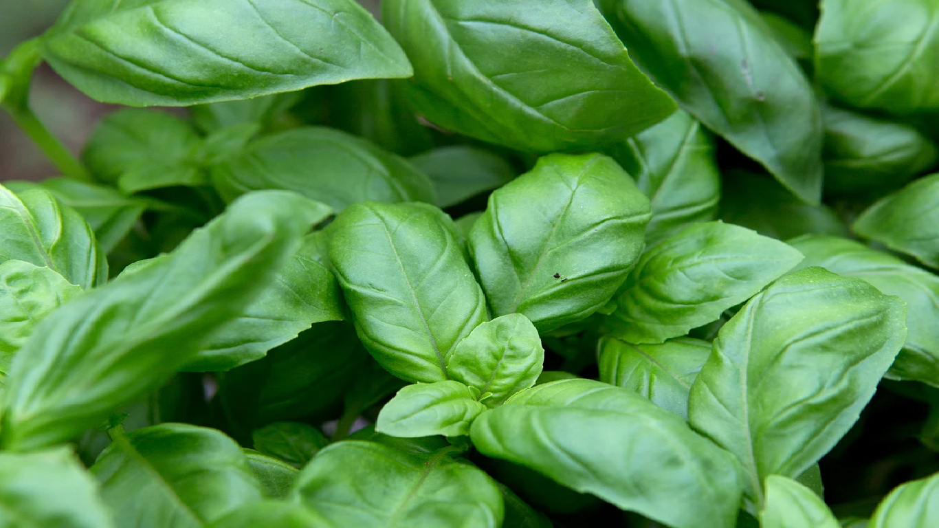 Grossiste hydrolat basilic grand vert Biologique - ocimum basilicum : ingrédient cosmétique et alimentaire de 200 ml à 900 L - eau florale basilic bio