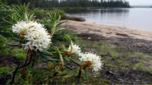 Grossiste hydrolat lédon du Groenland biologique : ingrédient cosmétique et alimentaire de 200 ml à 900 L - eau florale de lédon du Groenland biologique