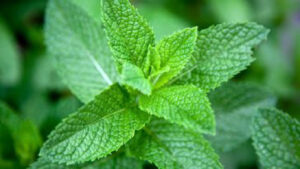 Grossiste hydrolat menthe verte biologique mentha spicata : ingrédient cosmétique et alimentaire de 200 ml à 900 L - eau florale de menthe verte biologique