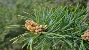 Grossiste hydrolat pin sylvestre biologique pinus sylvestris : ingrédient cosmétique et alimentaire de 200 ml à 900 L - eau florale de pin sylvstre biologique