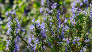 Grossiste hydrolat romarin verbénone biologique : ingrédient cosmétique et alimentaire de 200 ml à 900 L - eau florale de romarin biologique
