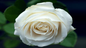 Grossiste hydrolat rose blanche biologique rosa alba : ingrédient cosmétique et alimentaire de 200 ml à 900 L - eau florale de rose blanche biologique