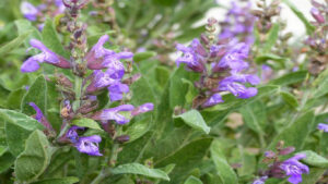 Grossiste hydrolat sauge officinale biologique salvia officinalis : ingrédient cosmétique et alimentaire de 200 ml à 900 L - eau florale sauge officinale bio