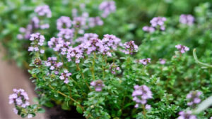 Grossiste hydrolat thym thujanol biologique thymus vulgaris : ingrédient cosmétique et alimentaire de 200 ml à 900 L - eau florale thym thujanol bio