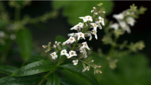 Grossiste hydrolat verveine citronnée biologique lippia citriodora : ingrédient cosmétique et alimentaire de 200 ml à 900 L eau florale verveine odorante