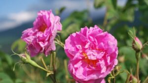 Grossiste hydrolat rose de damas biologique rosa damascena : ingrédient cosmétique et alimentaire de 200 ml à 900 L - eau florale de rose damas biologique