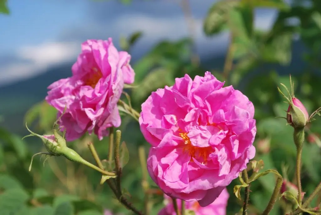 Grossiste hydrolat rose de damas biologique rosa damascena : ingrédient cosmétique et alimentaire de 200 ml à 900 L - eau florale de rose damas biologique