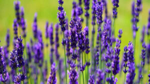 grossiste hydrolat lavandin grosso Biologique - lavandula x hybrida ct grosso ingrédient cosmétique et alimentaire de 200 ml à 900 L - eau florale lavandin