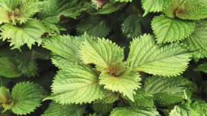 grossiste hydrolat perilla shiso Biologique - melissa officinalis : ingrédient cosmétique et alimentaire de 200 ml à 900 L - eau florale perilla