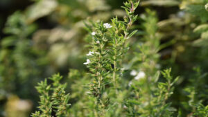 grossiste hydrolat sarriette des montagnes biologique - satureja montana : ingrédient cosmétique / alimentaire de 200 ml à 900 L : eau florale sarriette bio